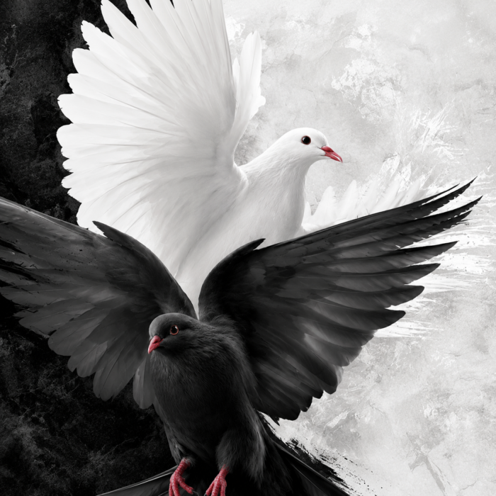 Duality Dove Monochrome Custom Wall Mural